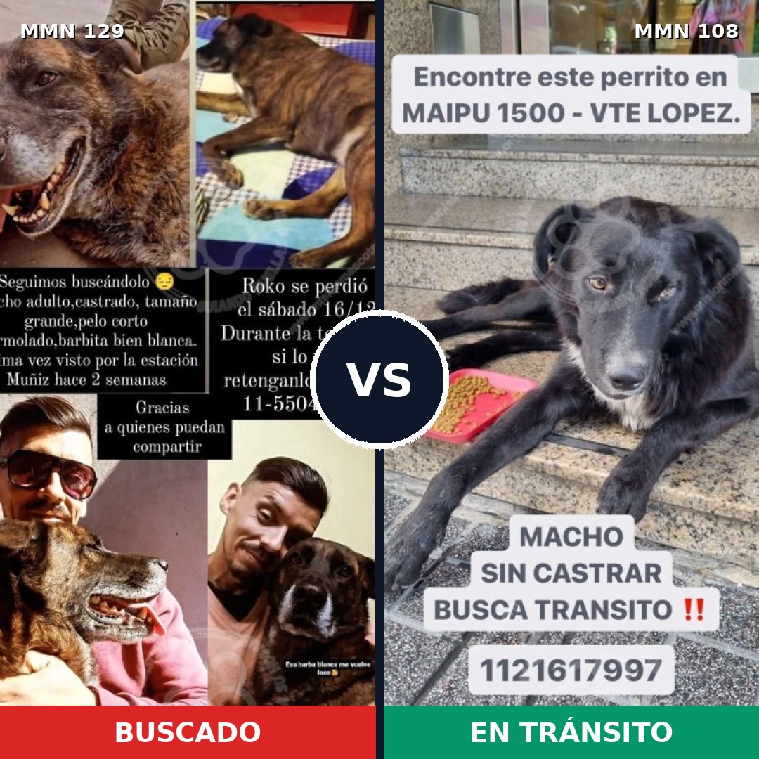 Comparativa MMS 3242: mascota perdida y mascota encontrada, 8% de similitud