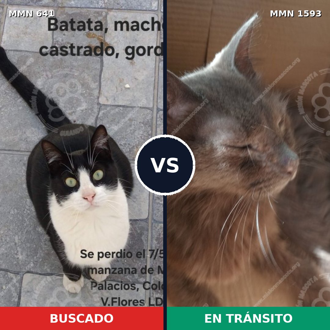 Comparativa MMS 32420: mascota perdida y mascota encontrada, 41% de similitud