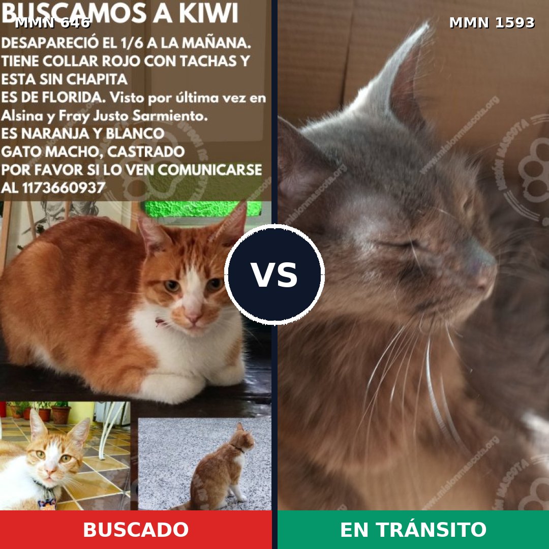 Comparativa MMS 32422: mascota perdida y mascota encontrada, 42% de similitud