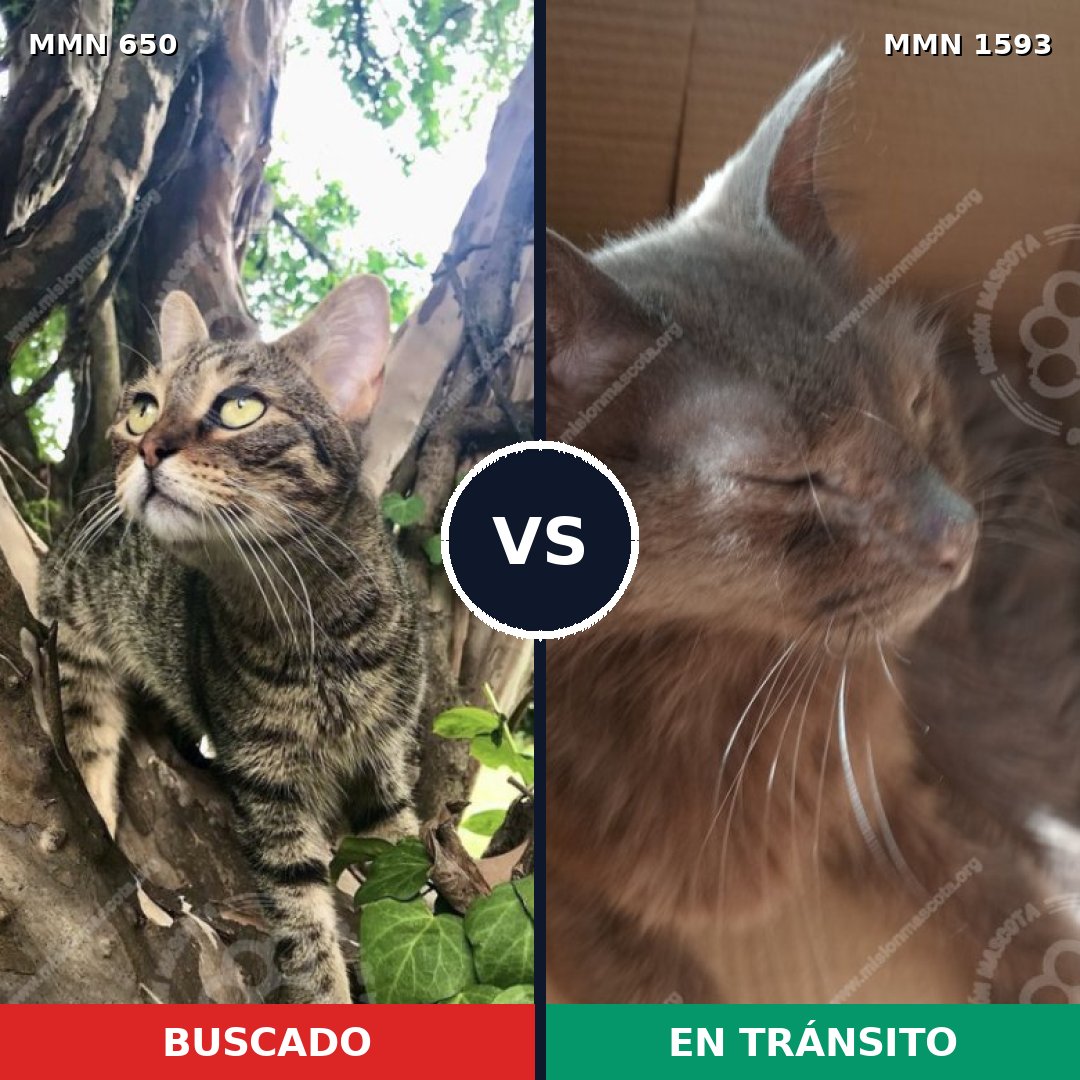 Comparativa MMS 32423: mascota perdida y mascota encontrada, 33% de similitud