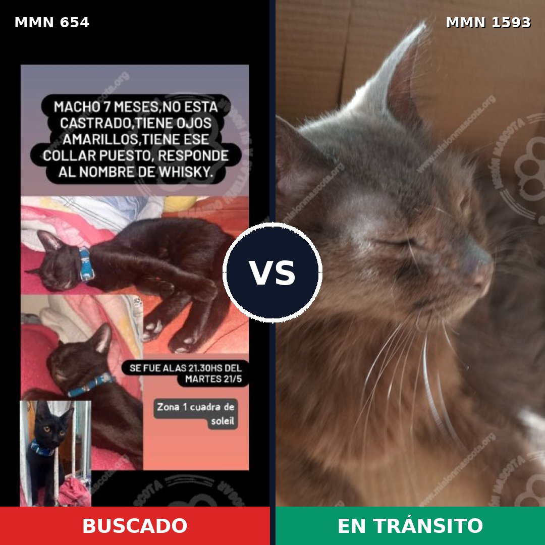 Comparativa MMS 32424: mascota perdida y mascota encontrada, 42% de similitud