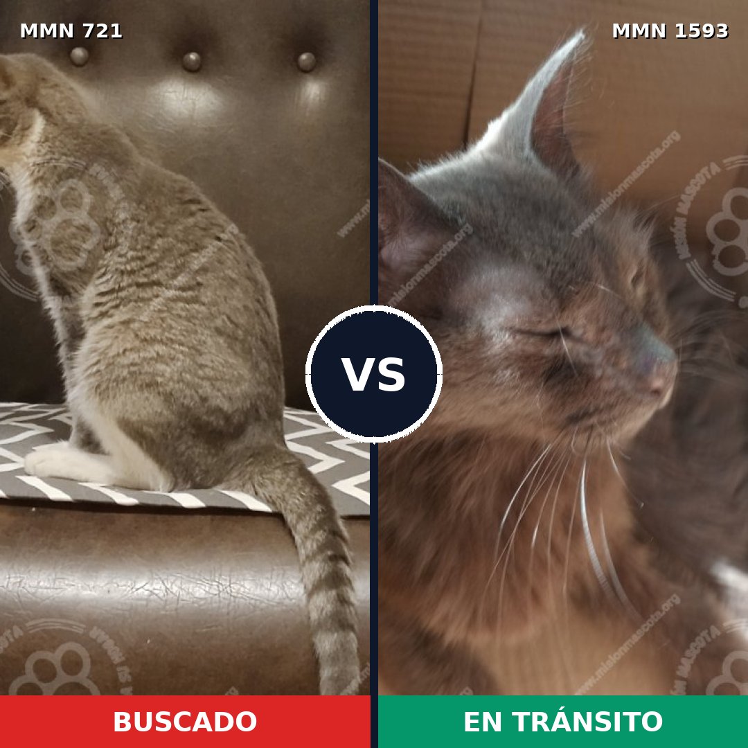 Comparativa MMS 32425: mascota perdida y mascota encontrada, 43% de similitud