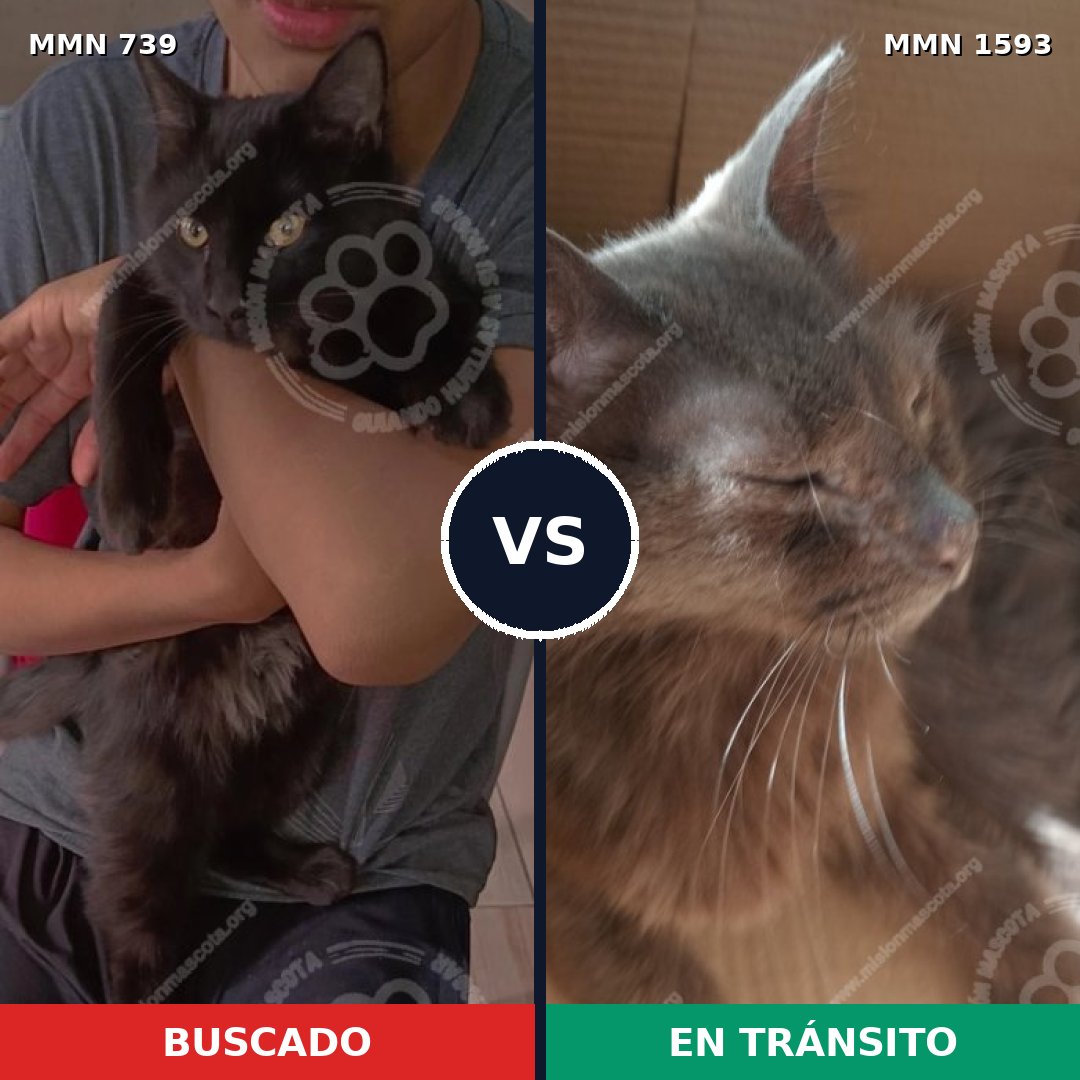 Comparativa MMS 32427: mascota perdida y mascota encontrada, 40% de similitud
