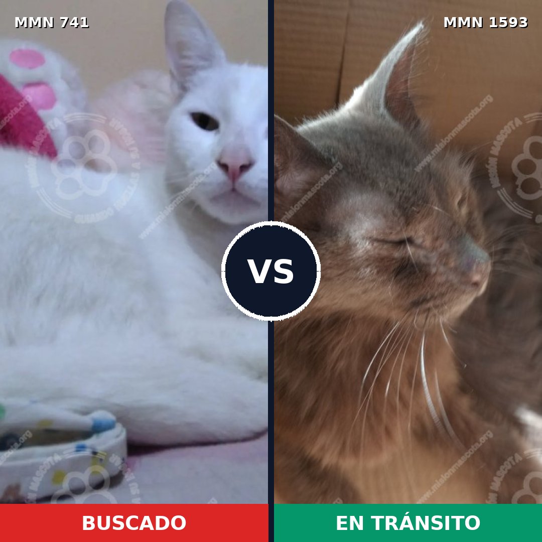 Comparativa MMS 32428: mascota perdida y mascota encontrada, 42% de similitud