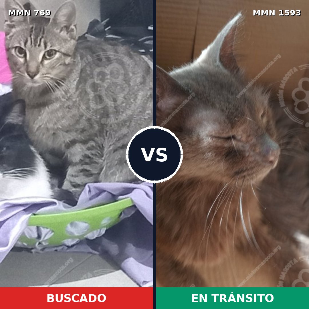 Comparativa MMS 32429: mascota perdida y mascota encontrada, 53% de similitud