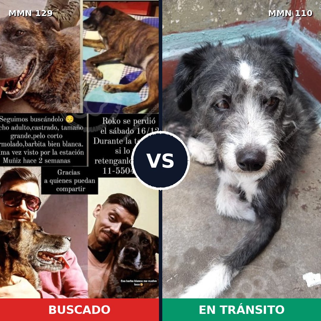 Comparativa MMS 3243: mascota perdida y mascota encontrada, 8% de similitud