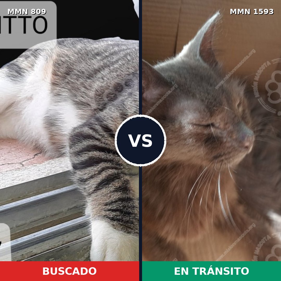 Comparativa MMS 32431: mascota perdida y mascota encontrada, 59% de similitud