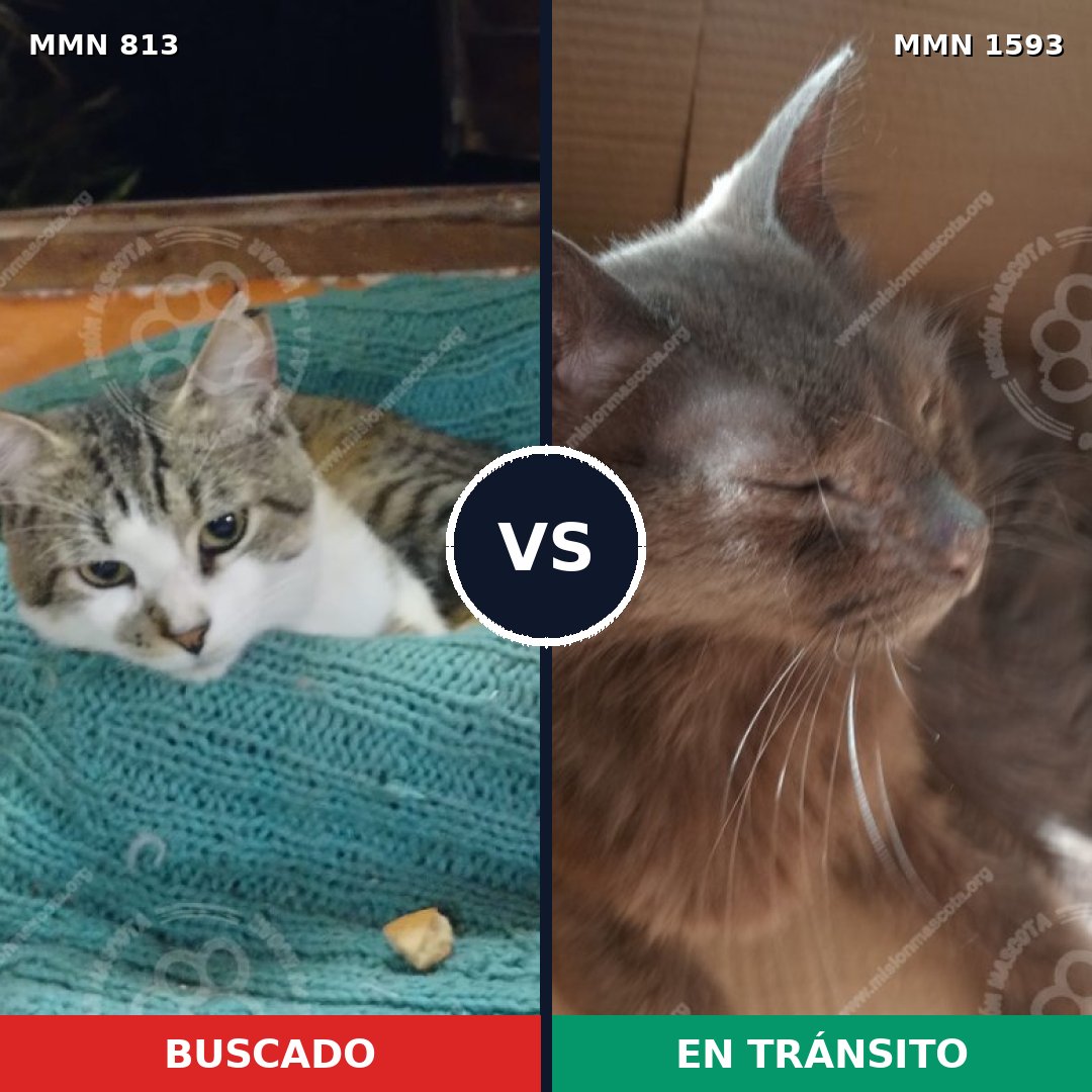 Comparativa MMS 32432: mascota perdida y mascota encontrada, 42% de similitud