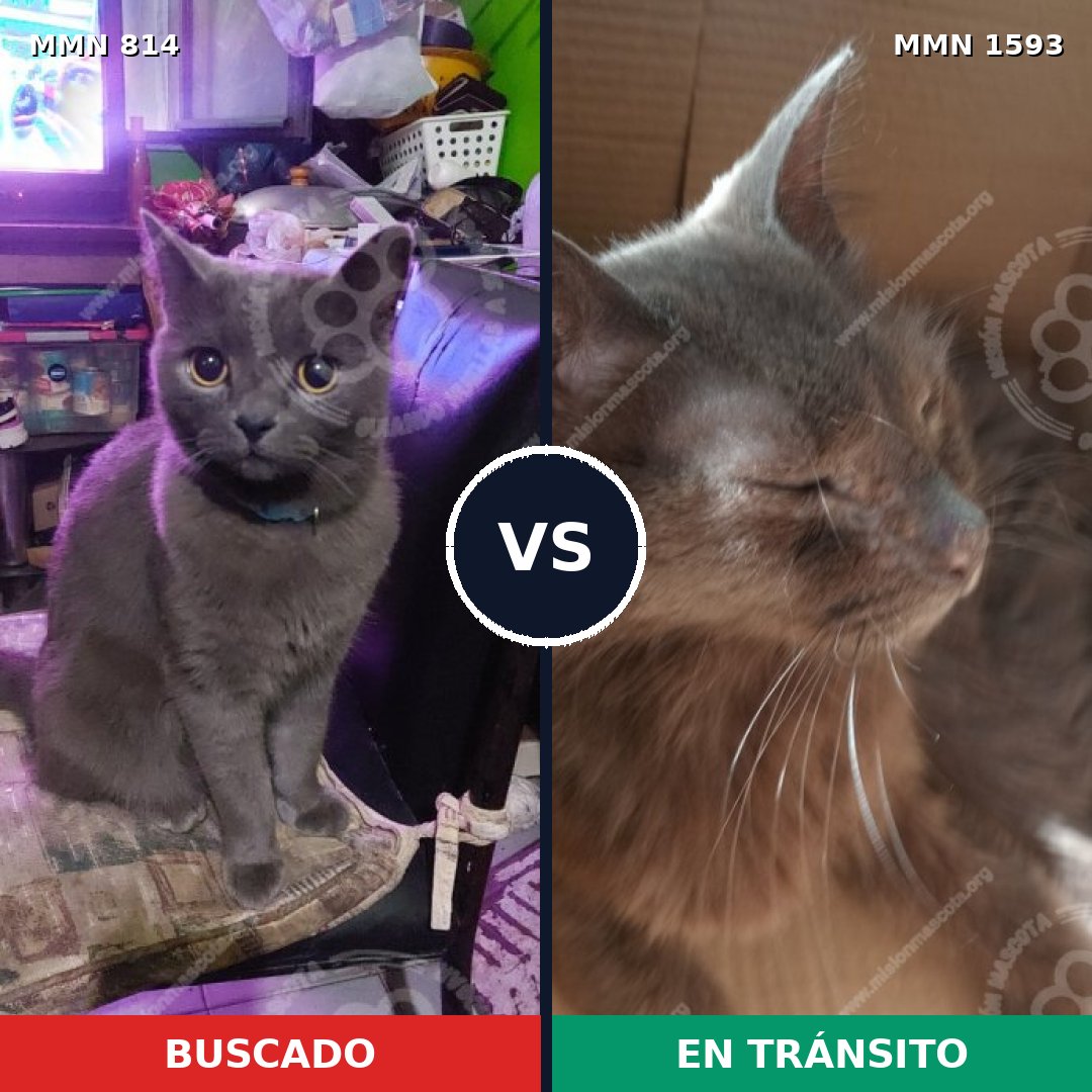 Comparativa MMS 32433: mascota perdida y mascota encontrada, 54% de similitud