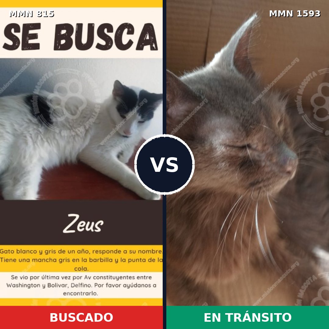 Comparativa MMS 32434: mascota perdida y mascota encontrada, 53% de similitud