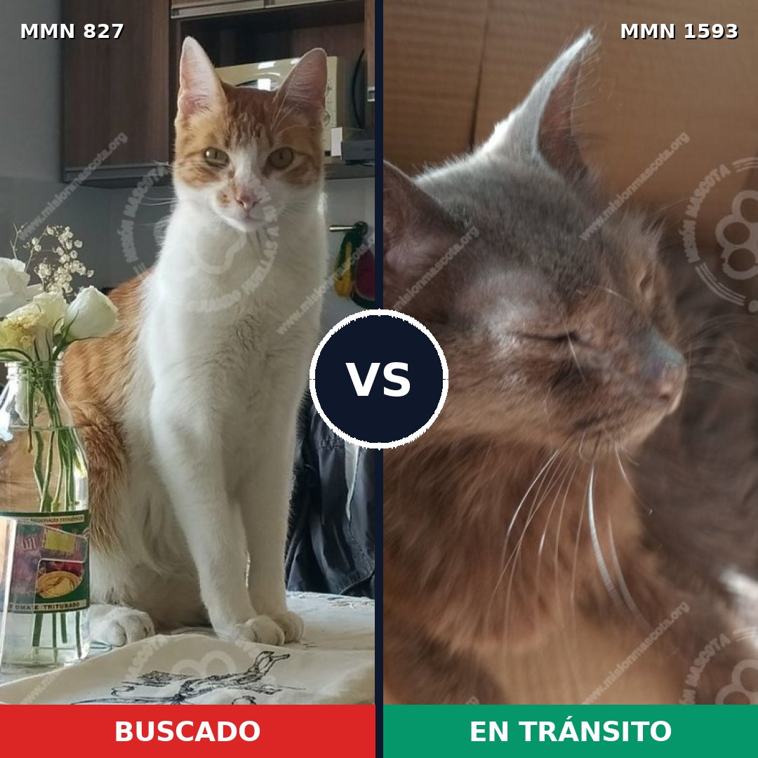 Comparativa MMS 32435: mascota perdida y mascota encontrada, 32% de similitud