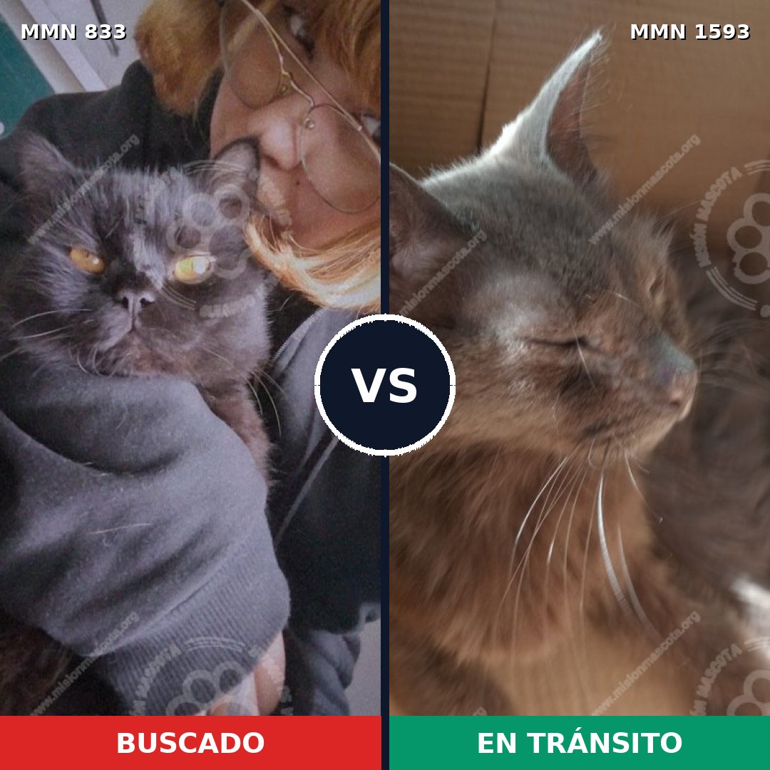 Comparativa MMS 32436: mascota perdida y mascota encontrada, 47% de similitud