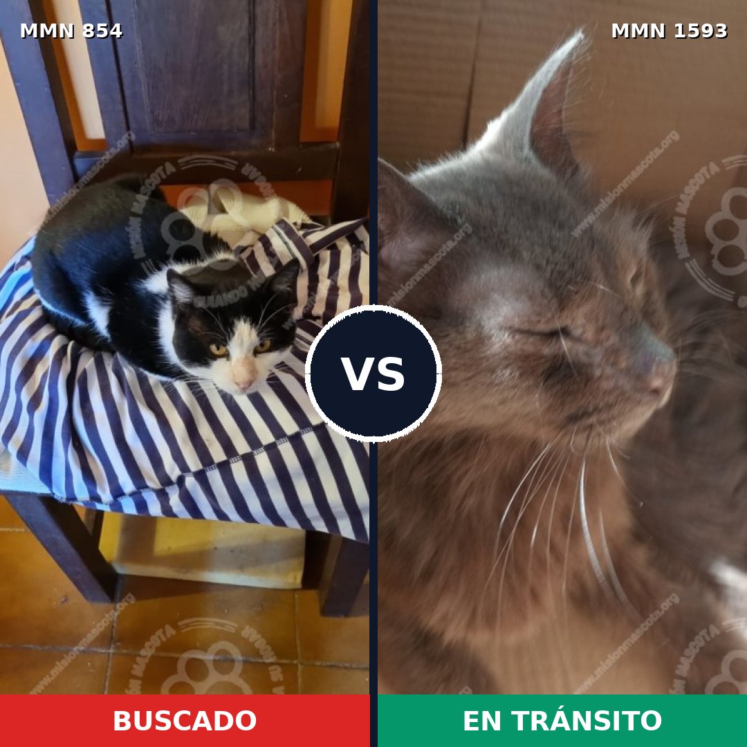 Comparativa MMS 32437: mascota perdida y mascota encontrada, 50% de similitud