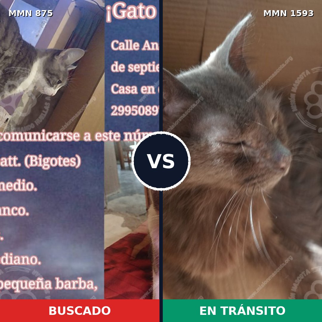 Comparativa MMS 32438: mascota perdida y mascota encontrada, 44% de similitud