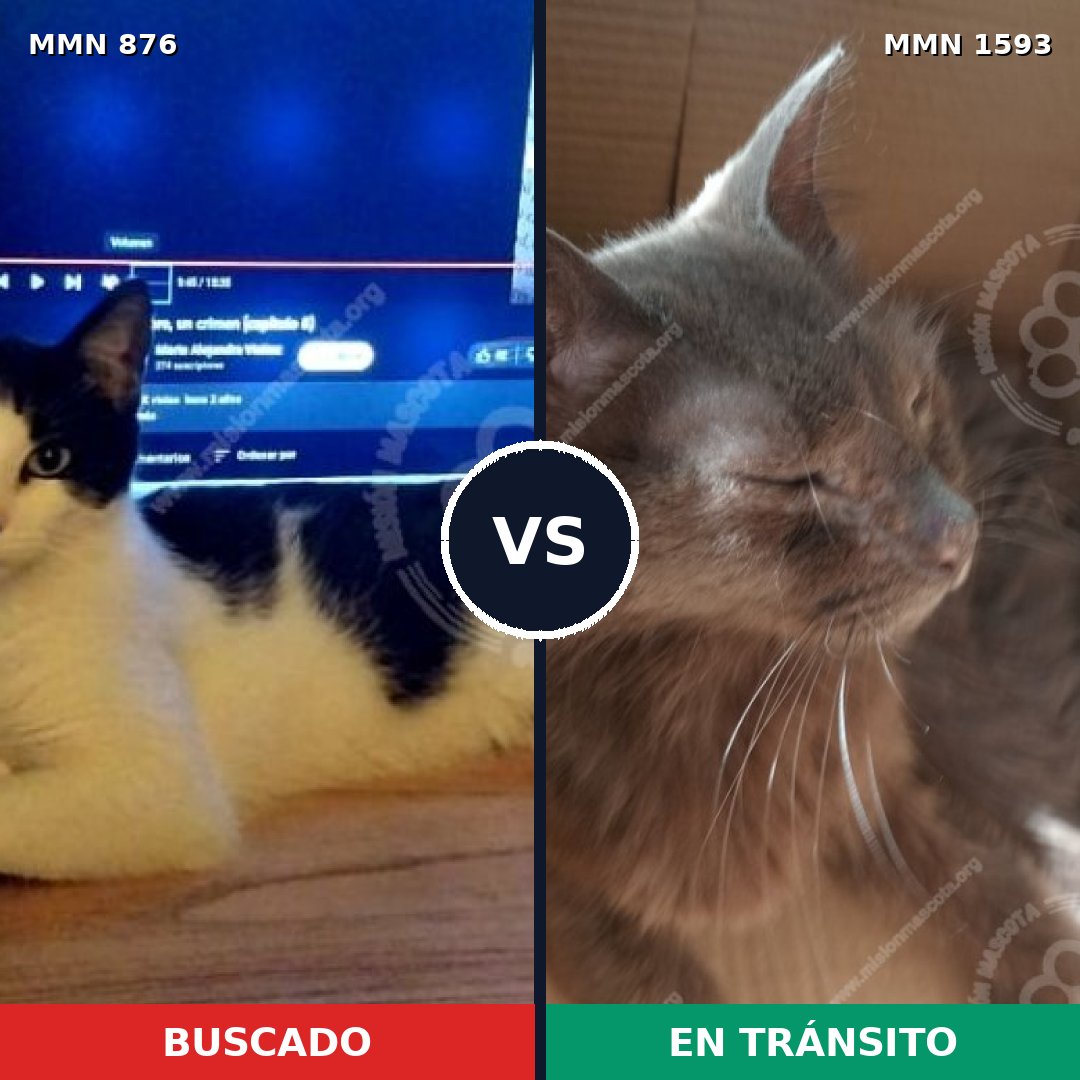 Comparativa MMS 32439: mascota perdida y mascota encontrada, 43% de similitud