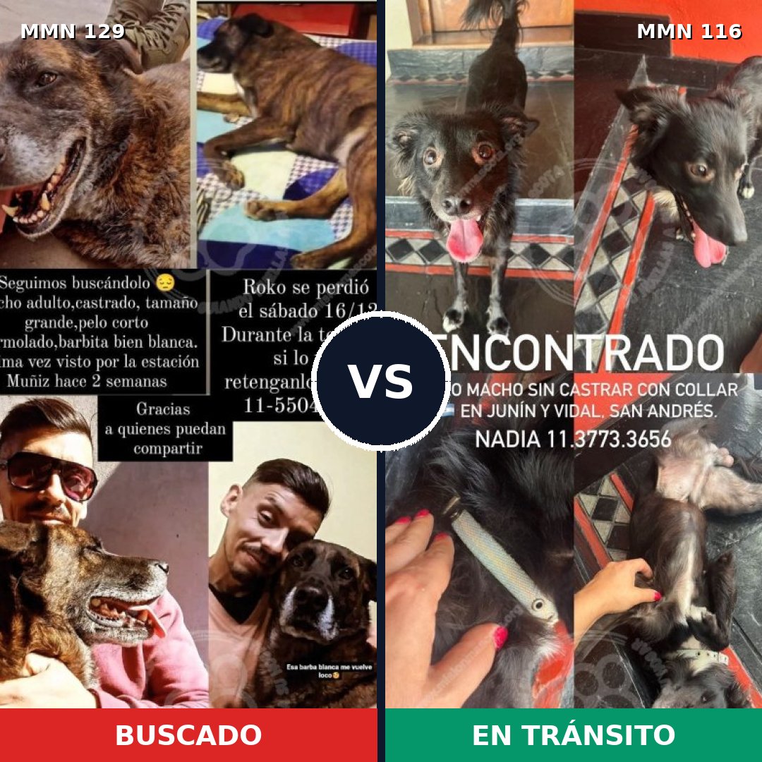Comparativa MMS 3244: mascota perdida y mascota encontrada, 6% de similitud