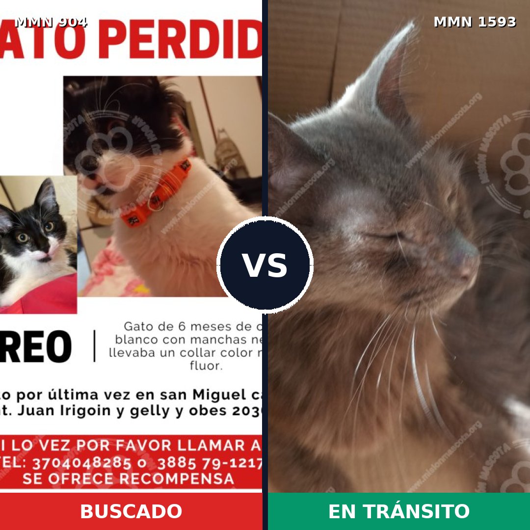 Comparativa MMS 32440: mascota perdida y mascota encontrada, 32% de similitud