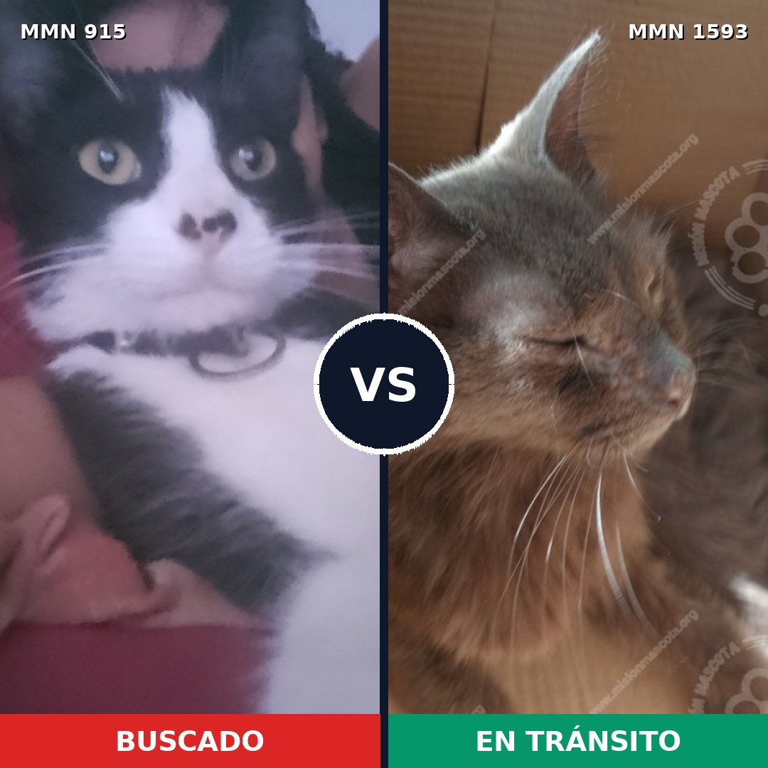 Comparativa MMS 32441: mascota perdida y mascota encontrada, 43% de similitud