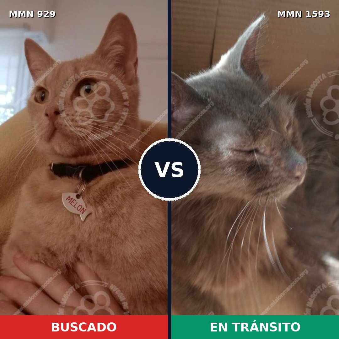 Comparativa MMS 32443: mascota perdida y mascota encontrada, 49% de similitud