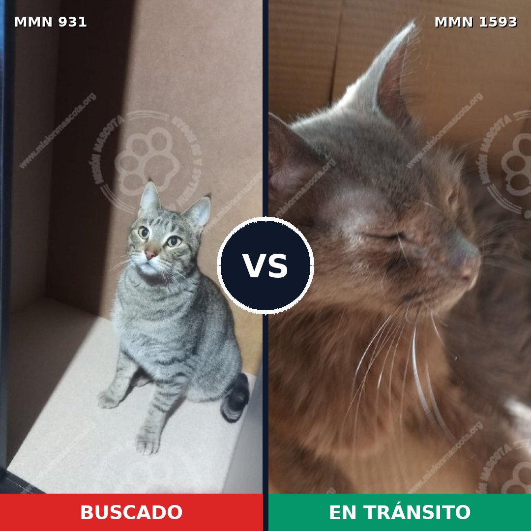 Comparativa MMS 32444: mascota perdida y mascota encontrada, 54% de similitud