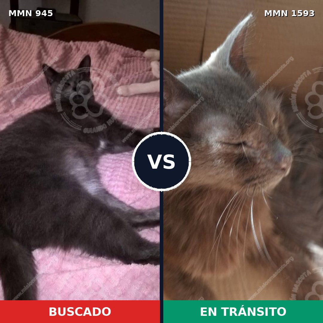 Comparativa MMS 32445: mascota perdida y mascota encontrada, 54% de similitud