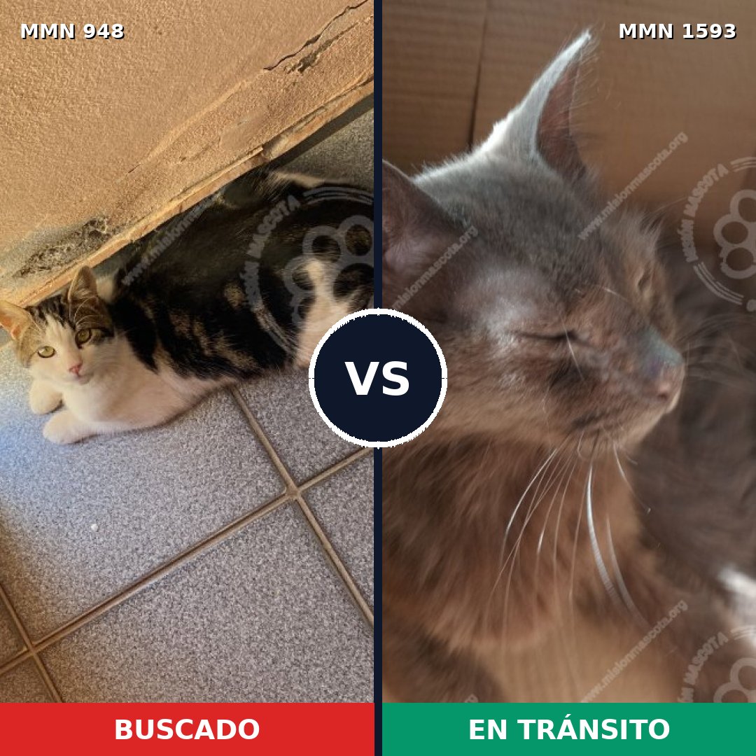 Comparativa MMS 32446: mascota perdida y mascota encontrada, 43% de similitud