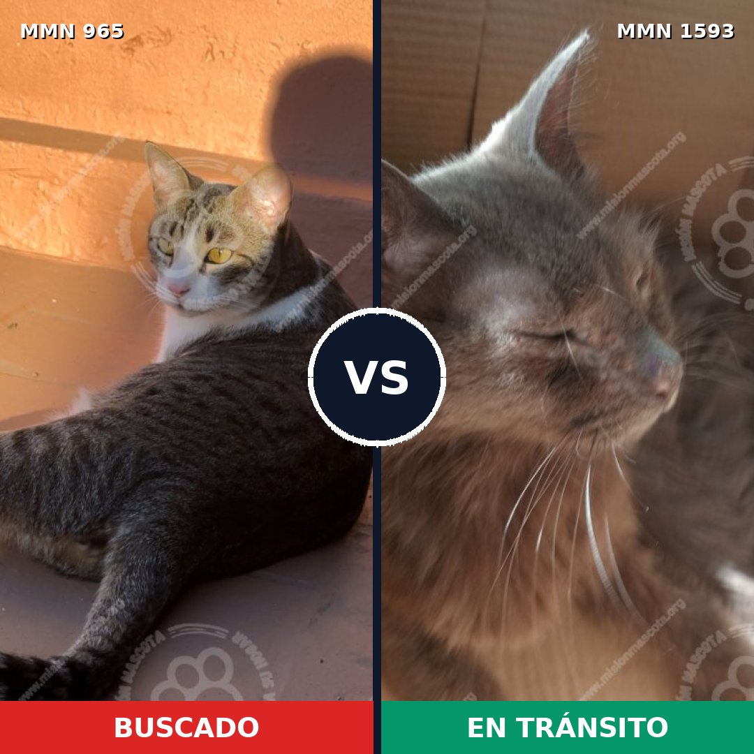 Comparativa MMS 32447: mascota perdida y mascota encontrada, 61% de similitud