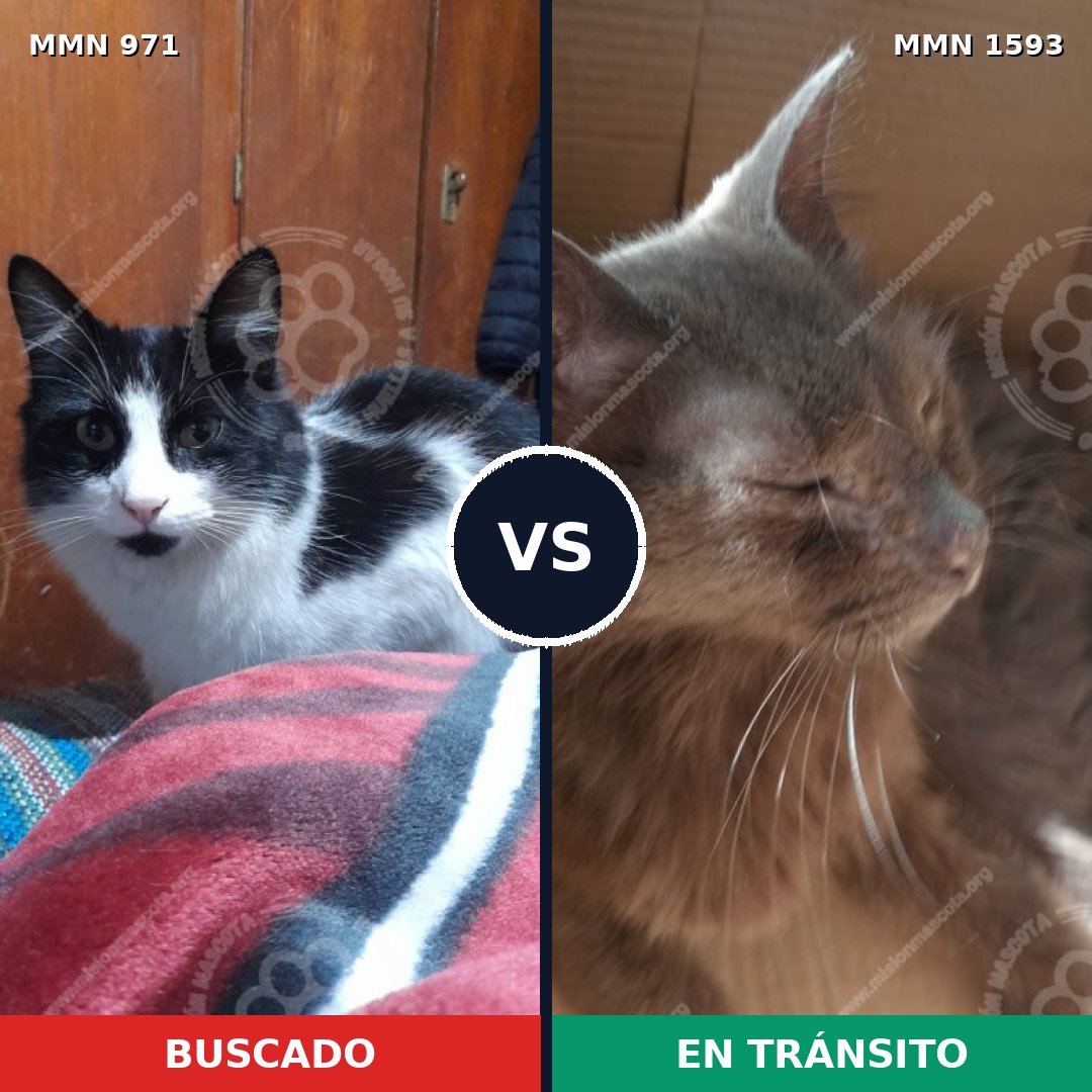 Comparativa MMS 32448: mascota perdida y mascota encontrada, 51% de similitud