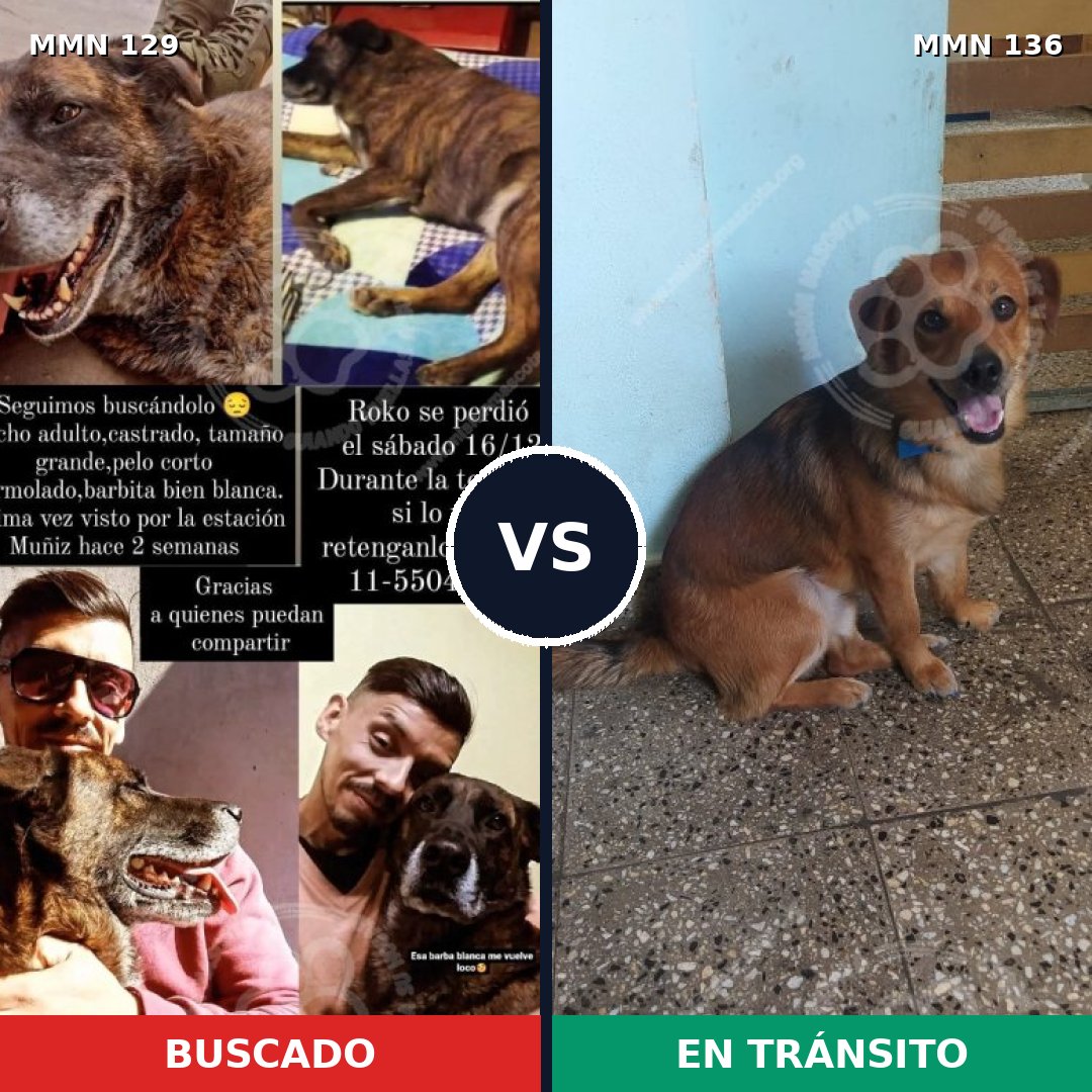 Comparativa MMS 3245: mascota perdida y mascota encontrada, 31% de similitud