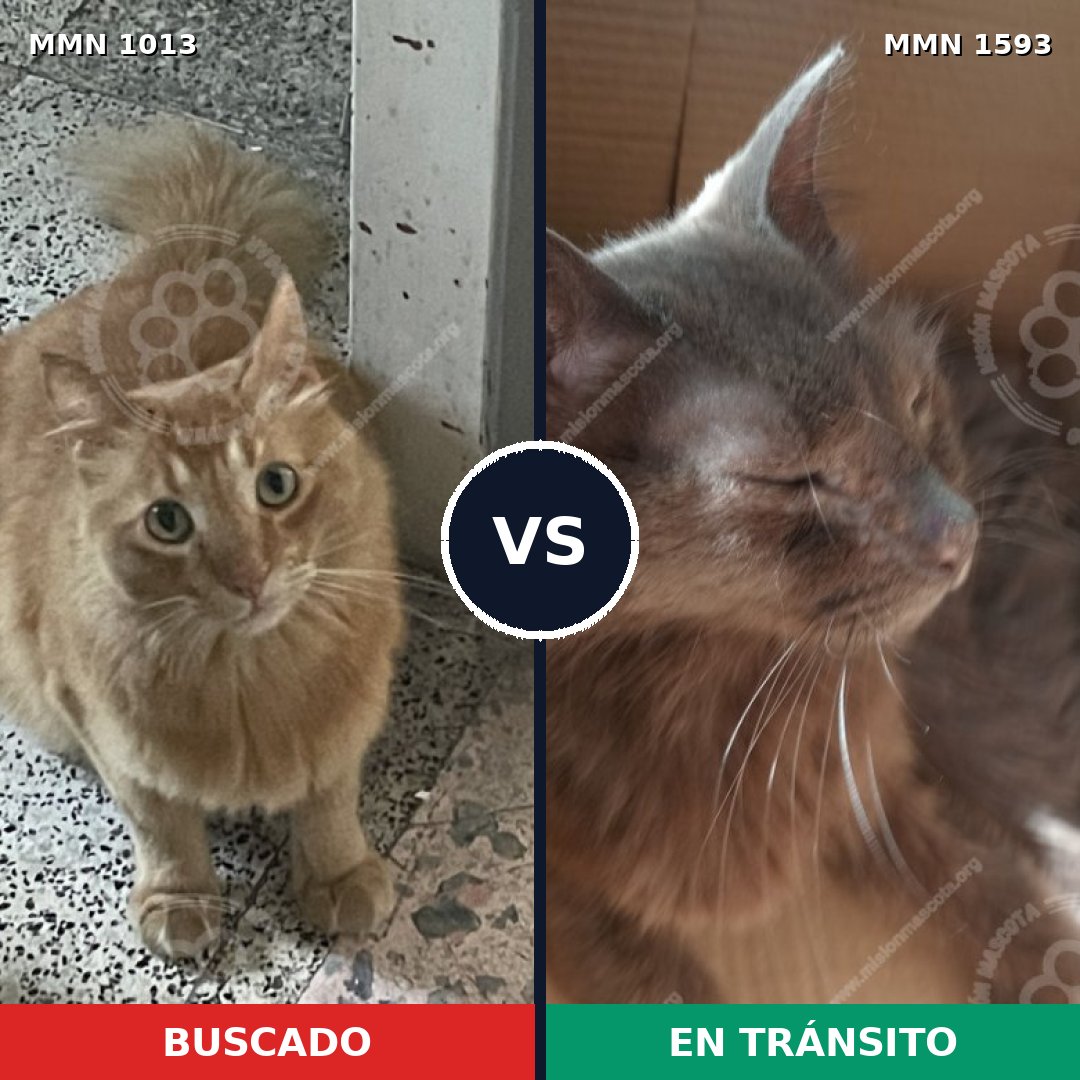 Comparativa MMS 32451: mascota perdida y mascota encontrada, 39% de similitud