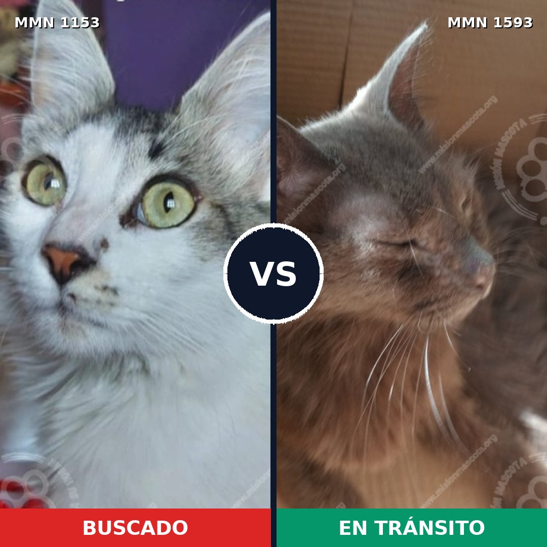 Comparativa MMS 32452: mascota perdida y mascota encontrada, 77% de similitud