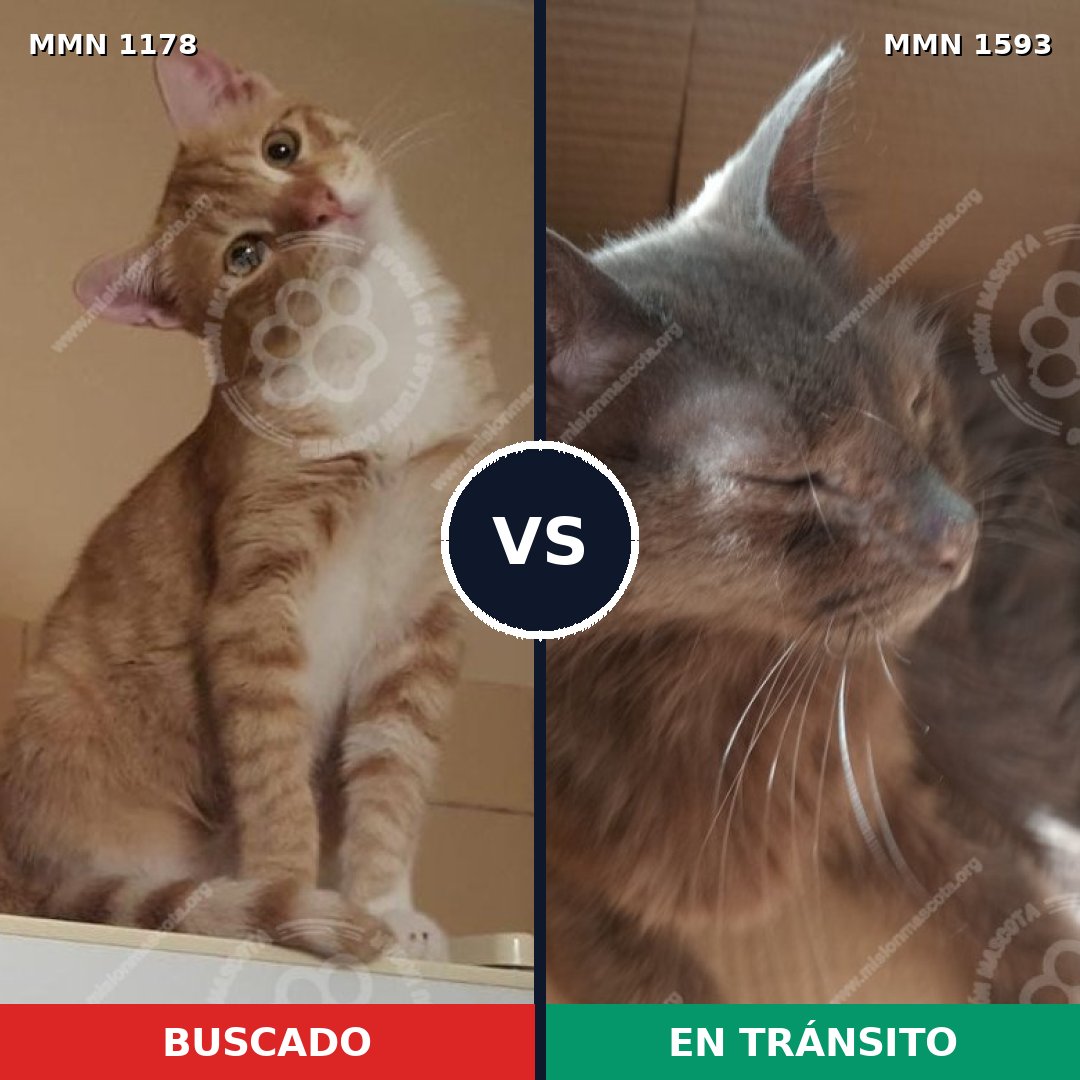 Comparativa MMS 32453: mascota perdida y mascota encontrada, 63% de similitud