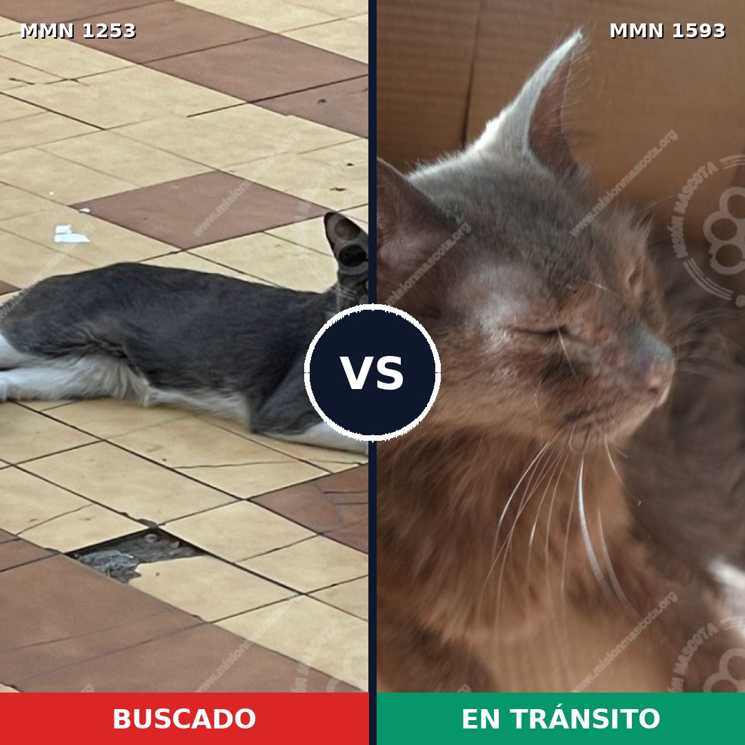 Comparativa MMS 32456: mascota perdida y mascota encontrada, 80% de similitud