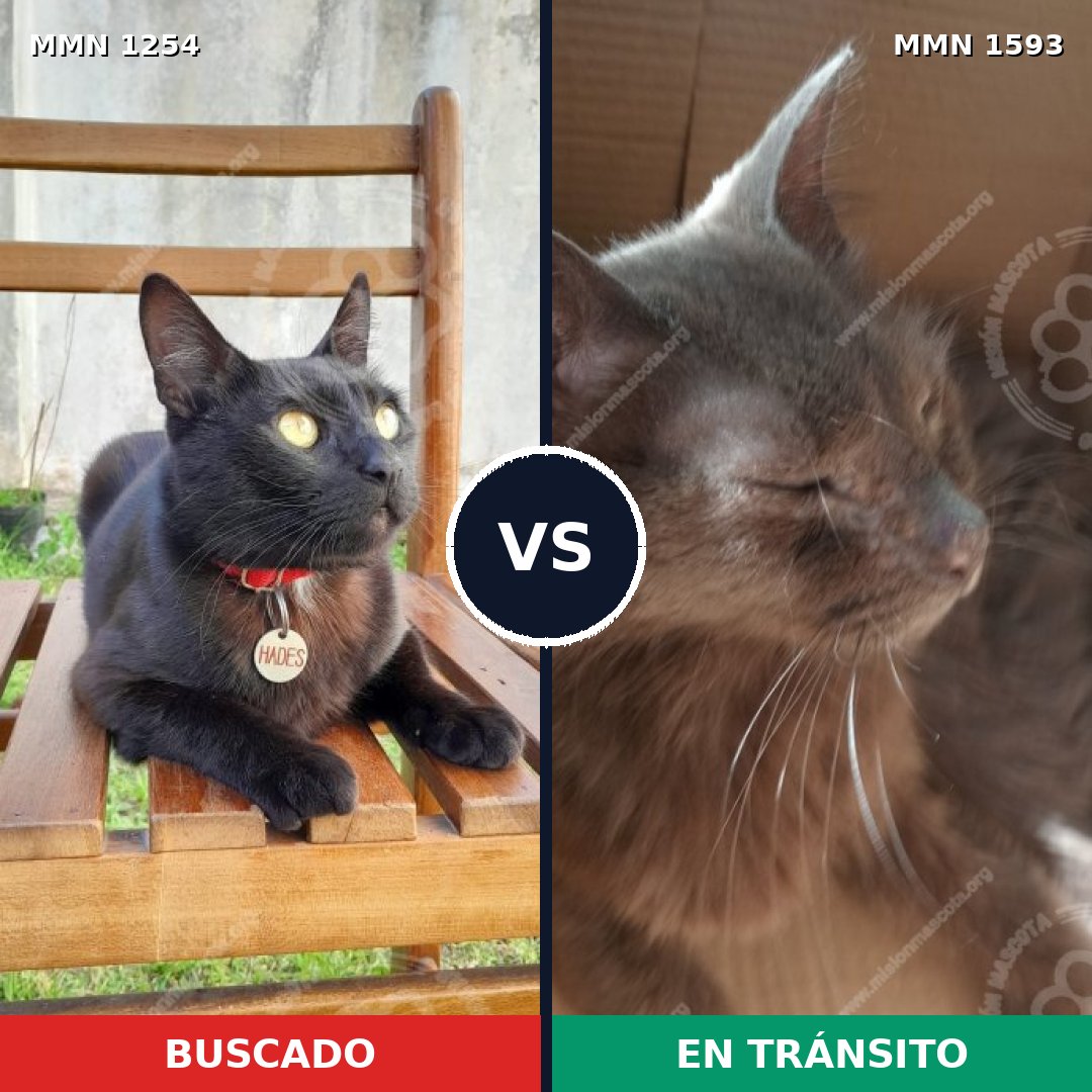 Comparativa MMS 32457: mascota perdida y mascota encontrada, 63% de similitud