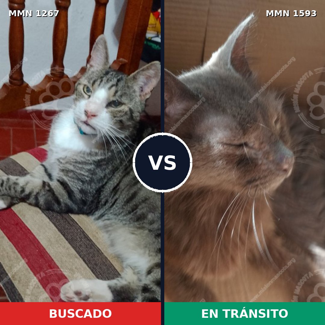 Comparativa MMS 32458: mascota perdida y mascota encontrada, 60% de similitud