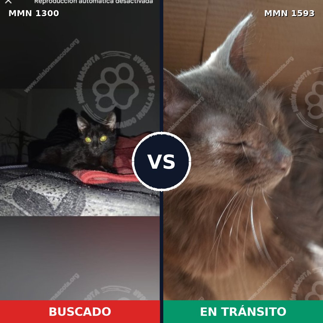Comparativa MMS 32459: mascota perdida y mascota encontrada, 63% de similitud