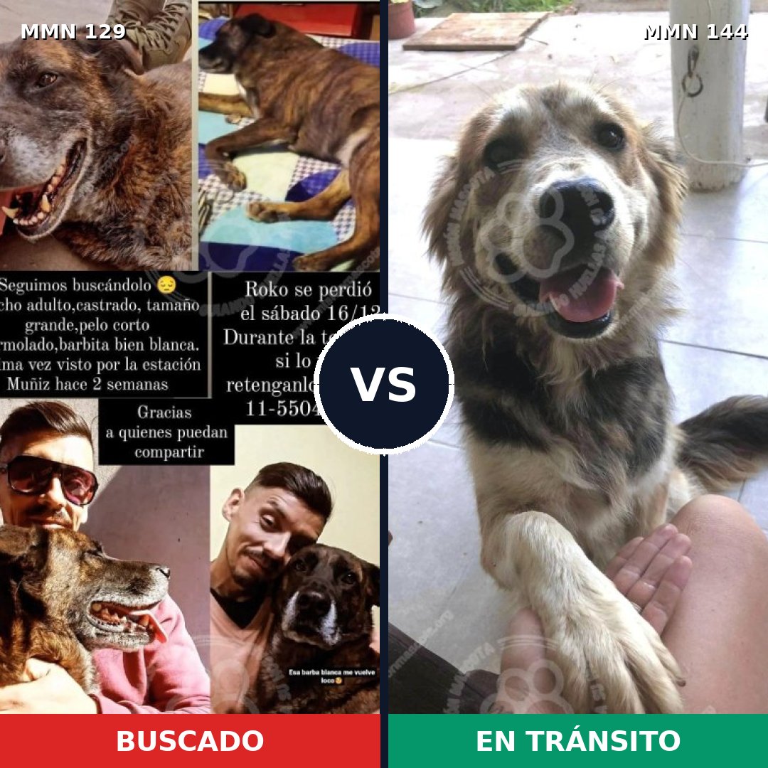 Comparativa MMS 3246: mascota perdida y mascota encontrada, 6% de similitud
