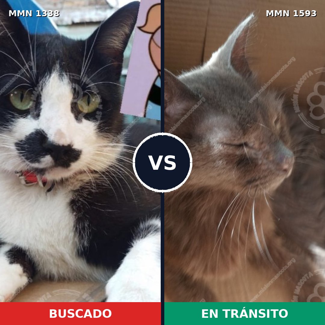 Comparativa MMS 32461: mascota perdida y mascota encontrada, 58% de similitud