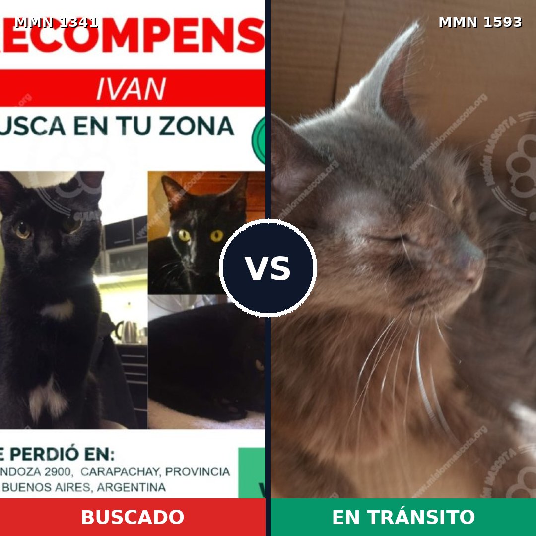 Comparativa MMS 32462: mascota perdida y mascota encontrada, 74% de similitud