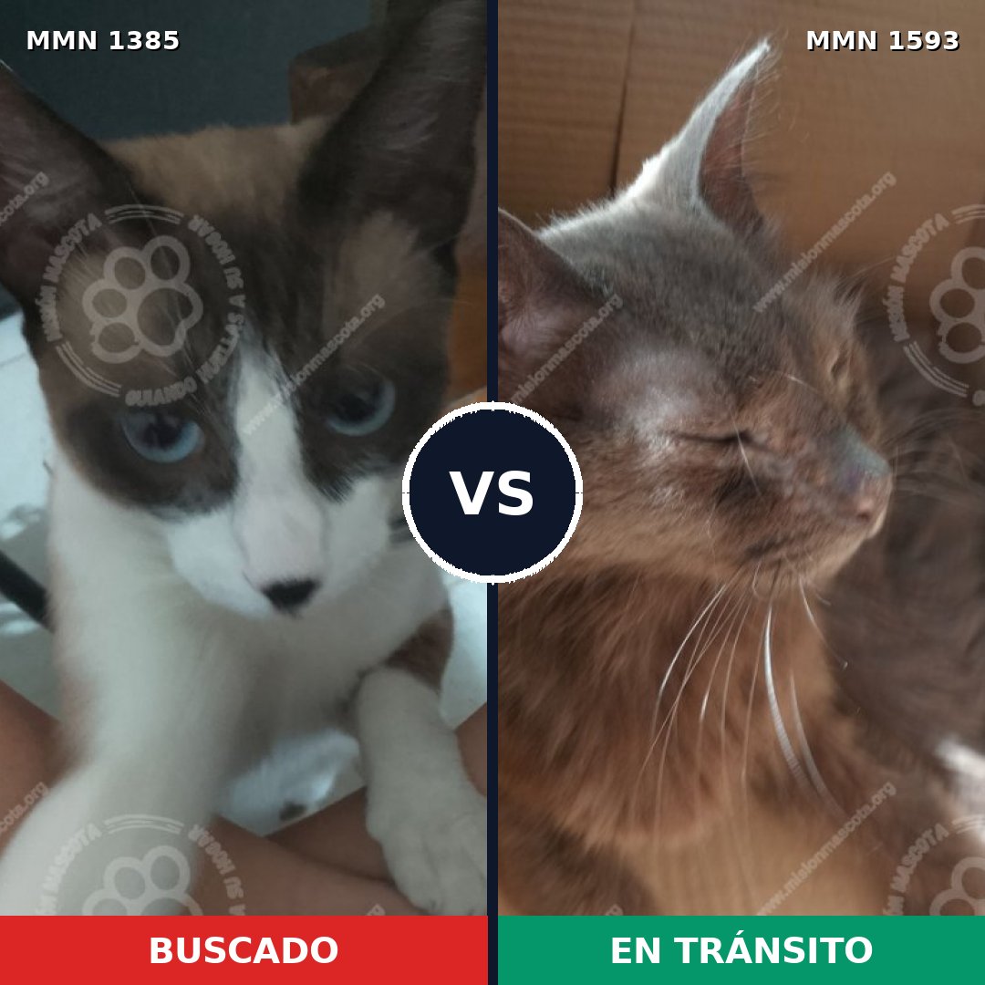 Comparativa MMS 32463: mascota perdida y mascota encontrada, 41% de similitud