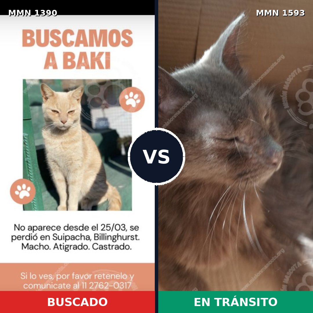 Comparativa MMS 32464: mascota perdida y mascota encontrada, 74% de similitud