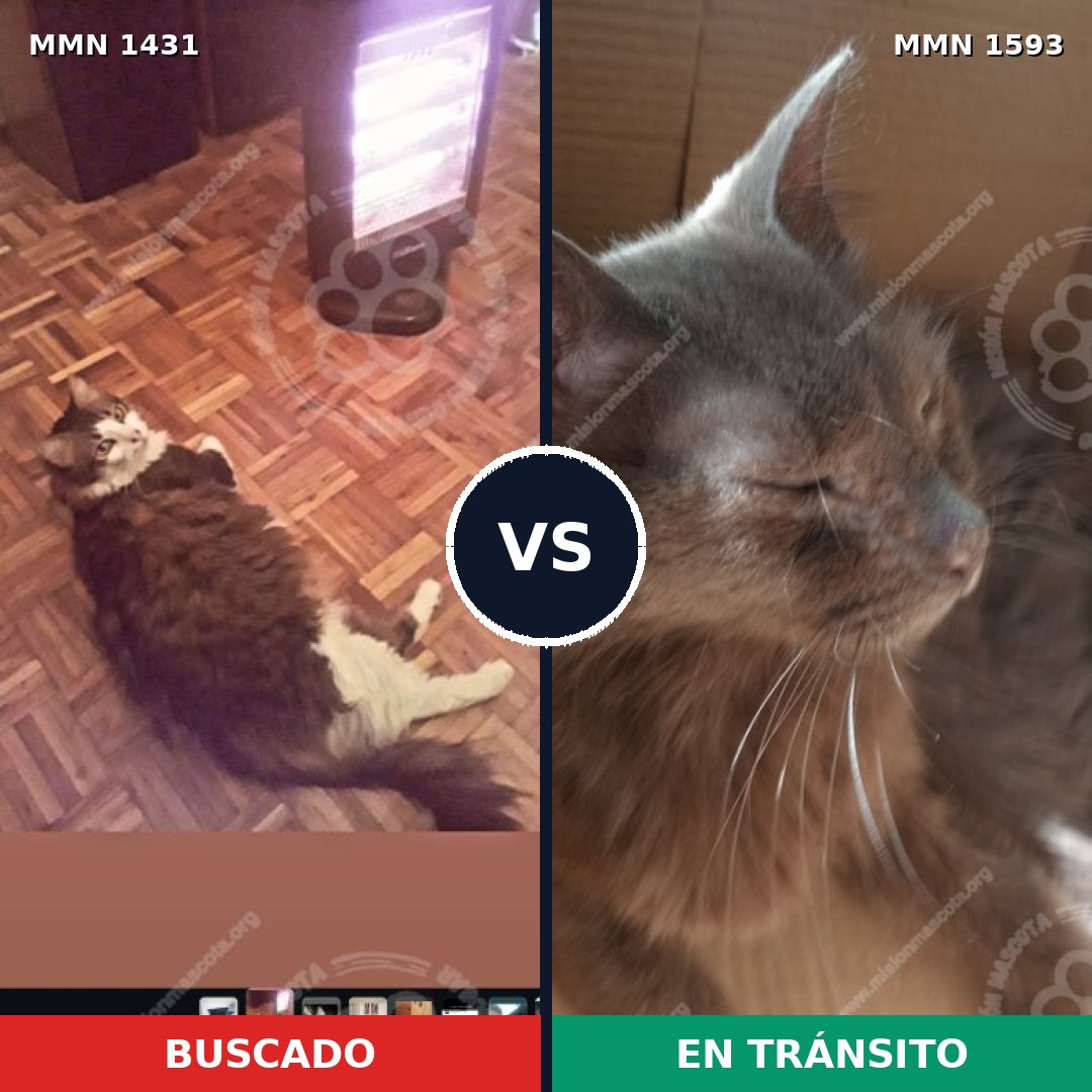 Comparativa MMS 32467: mascota perdida y mascota encontrada, 64% de similitud