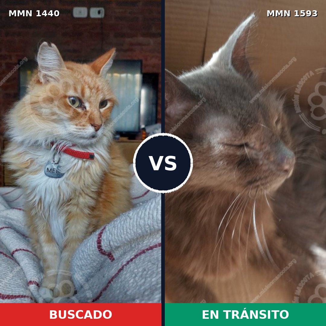 Comparativa MMS 32468: mascota perdida y mascota encontrada, 43% de similitud