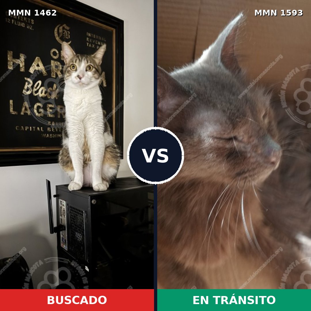 Comparativa MMS 32469: mascota perdida y mascota encontrada, 85% de similitud