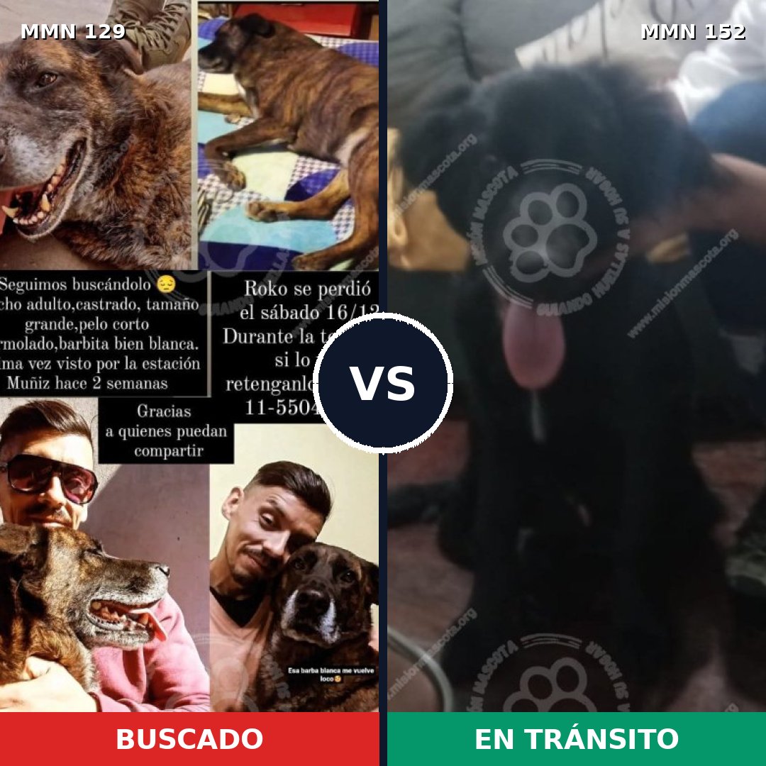 Comparativa MMS 3247: mascota perdida y mascota encontrada, 6% de similitud
