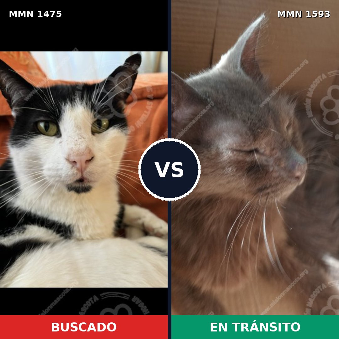 Comparativa MMS 32471: mascota perdida y mascota encontrada, 62% de similitud