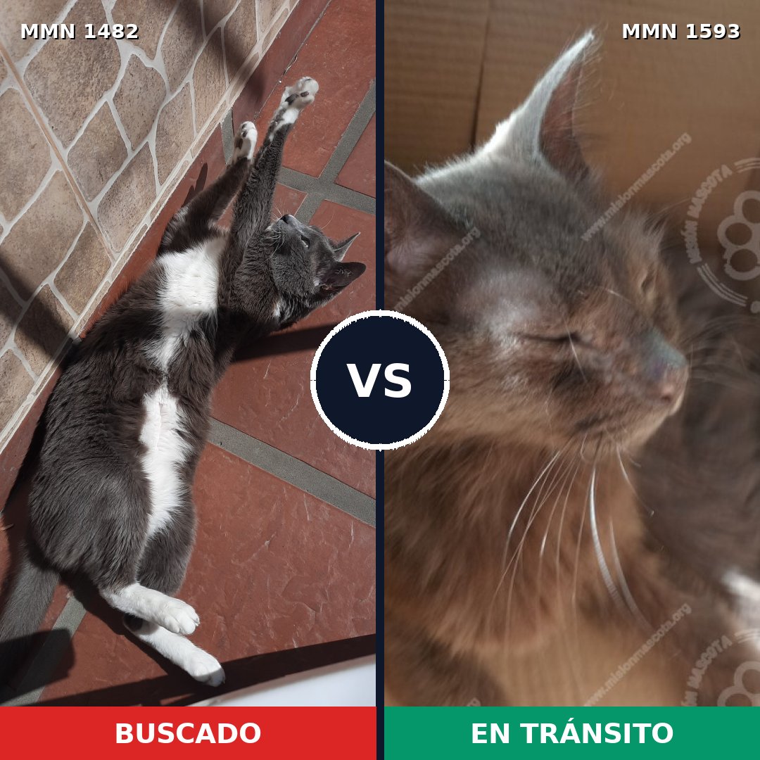 Comparativa MMS 32473: mascota perdida y mascota encontrada, 88% de similitud