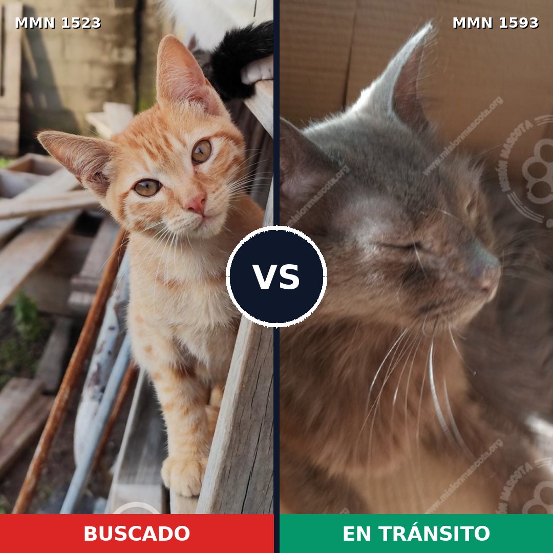 Comparativa MMS 32478: mascota perdida y mascota encontrada, 37% de similitud