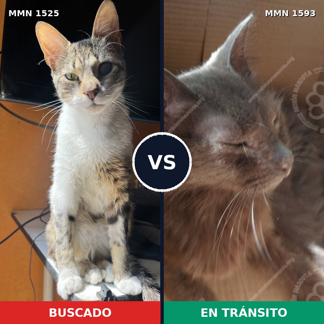 Comparativa MMS 32479: mascota perdida y mascota encontrada, 86% de similitud