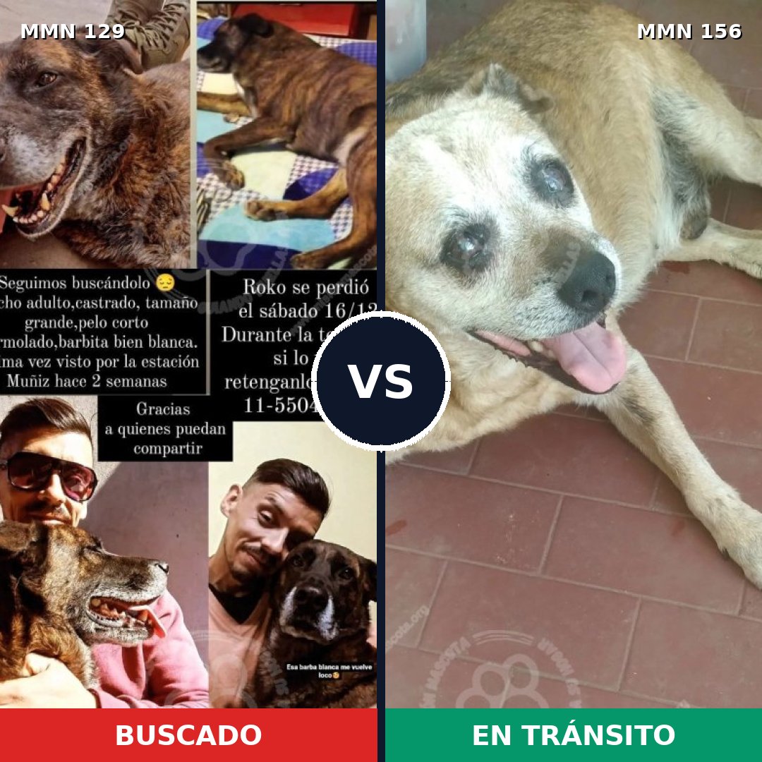 Comparativa MMS 3248: mascota perdida y mascota encontrada, 11% de similitud
